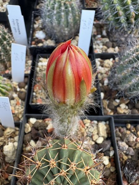 Echinopsis Hybr. dunkel rot